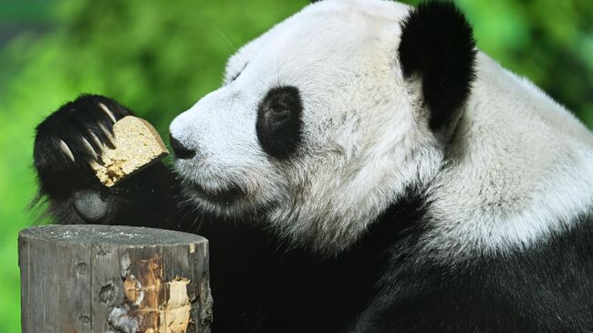 В Московском зоопарке отметят дни рождения больших панд