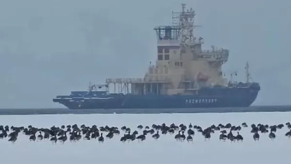 マガダンのナガエフ湾の氷の上で休むガチョウ