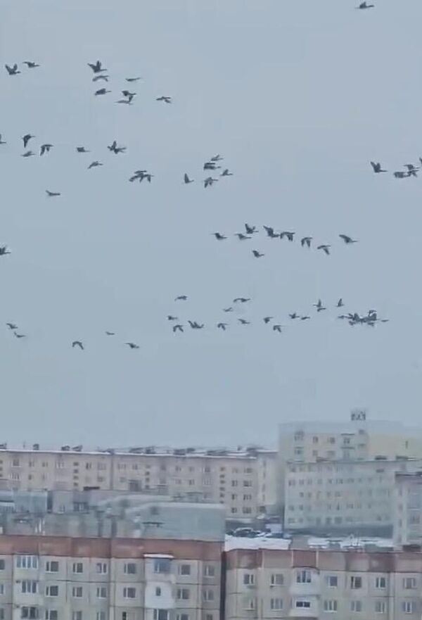 Гуси продолжают перелет после отдыха на льду бухты Нагаева в Магадане