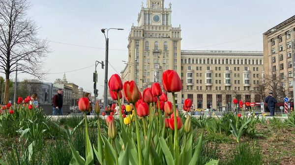 Цветение тюльпанов на клумбах города Москвы