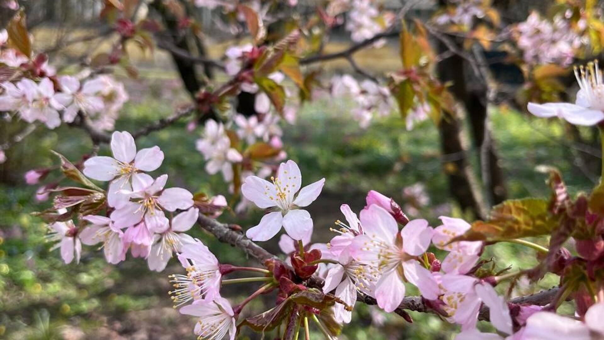 В Ботаническом саду в Петербурге зацвела сакура - РИА Новости, 30.04.2024