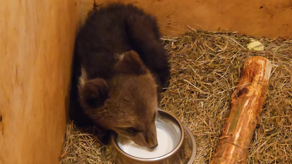 Медвежонок, найденный в Мошенском районе Новгородской области