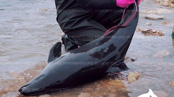 Обследование дельфина, выброшенного на берег в Крыму