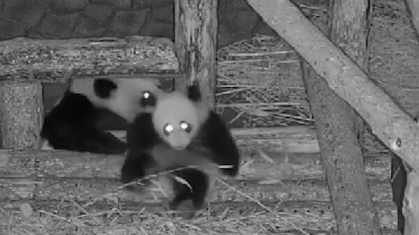 Ночная жизнь панды Катюши. Видео Московского зоопарка