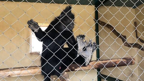 Обезьяна в вольере частного зоопарка Планета обезьян в Новой Москве 