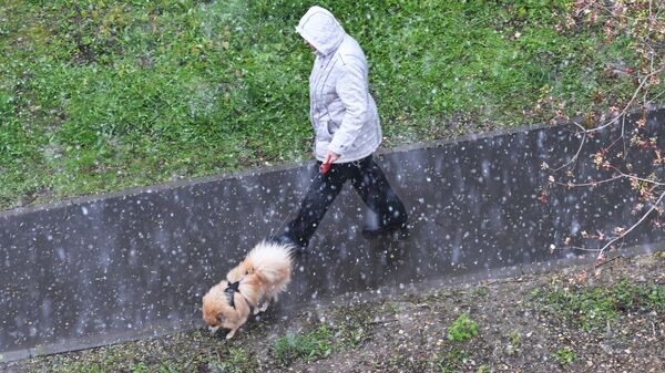 Женщина выгуливает собаку во время снегопада в Московской области