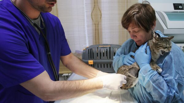 Вакцинация кота в ветеринарной клинике