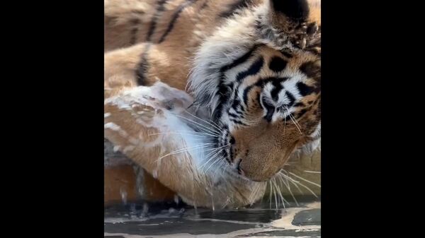 Игры тигра Зевса с водой в Ленинградском зоопарке