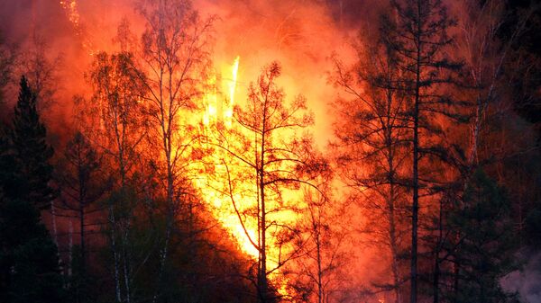 Лесной пожар. Архивное фото
