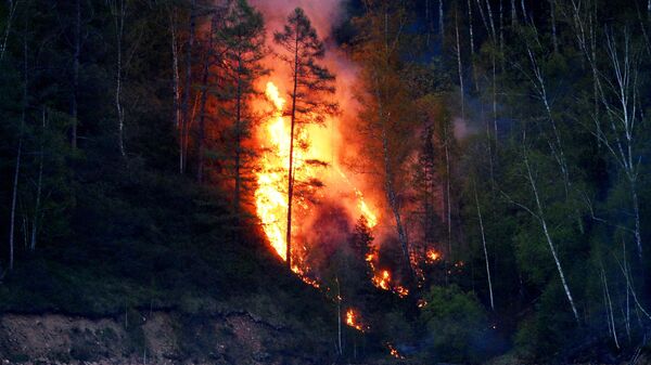 В России потушили почти 70 природных пожаров за сутки 