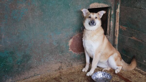 Собака в вольере на территории приюта для безнадзорных животных Зоорассвет в Москве