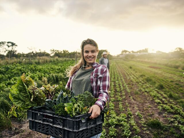 Сбор урожая