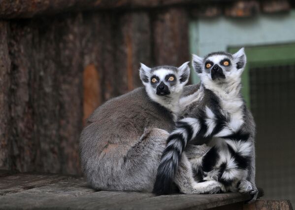 Мадагаскарские кошачьи лемуры в вольере Московского зоопарка