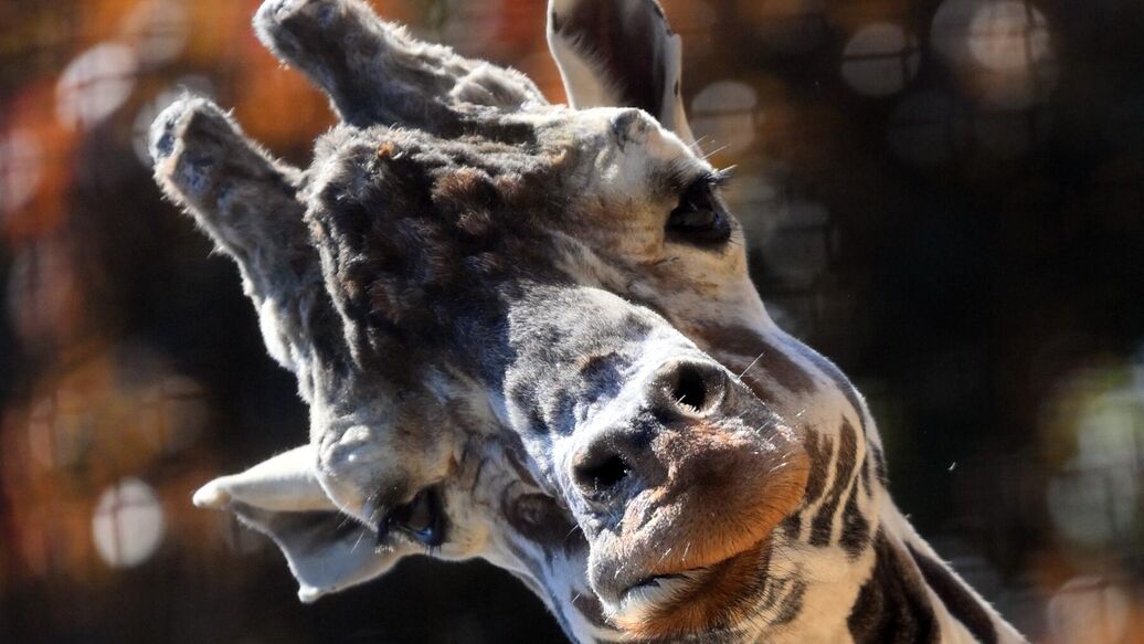 © РИА Новости / Кристина КормилицынаПерейти в медиабанк<br>Жираф в вольере Московского зоопарка. Архивное фото