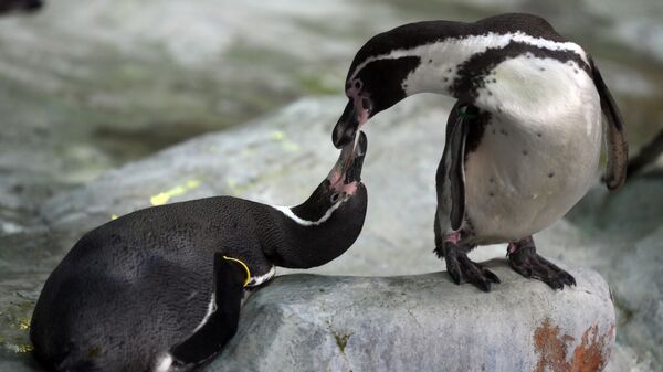 Пингвин в вольере Московского зоопарка