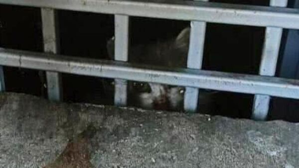 Кошки, замурованные в подвале в Балашихе