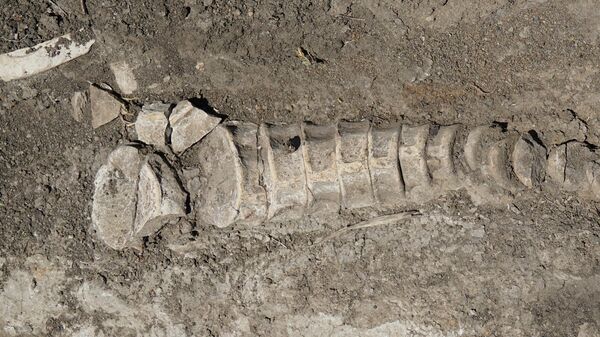 Кости древнего водного ящера ихтиозавра, найденные в Большечерниговском районе Самарской области