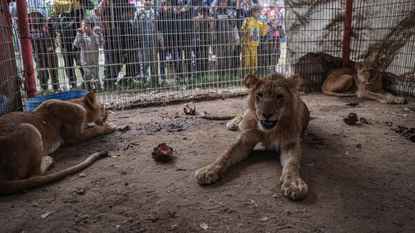 Трое львов, находящихся в зоопарке Рафаха