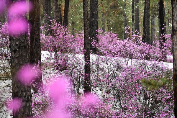 Цветущий багульник под снегом в лесу в Забайкалье. Осадки в виде мокрого снега и дождя прошли почти во всех районах Забайкалья
