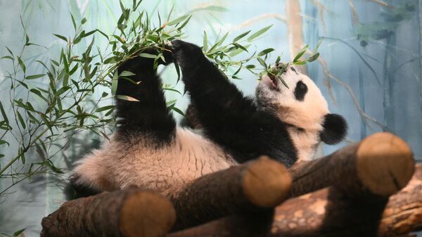 В Московском зоопарке рассказали, сколько весит панда Катюша