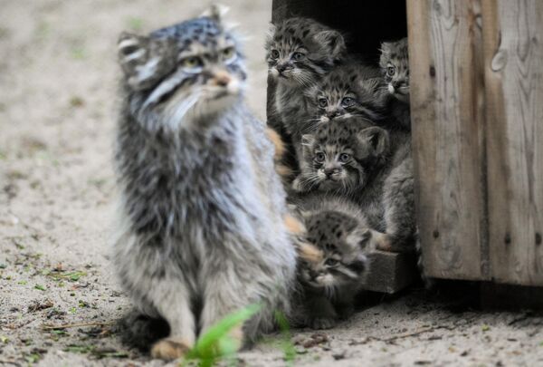 Самка манула с котятами в летнем вольере зоопарка имени Р.А. Шило в Новосибирске. Две самки манула в зоопарке Новосибирска принесли потомство, родилось сразу 12 котят