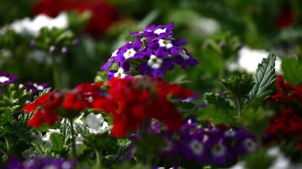 Выращивание и подготовка цветов в тепличном комплексе питомника растений ГБУ Озеленение для высадки в городские клумбы в Москве