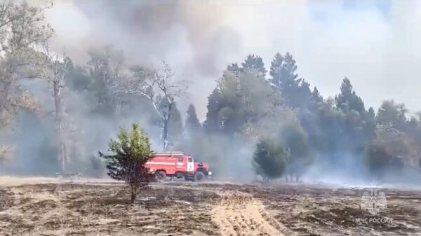 Место пожара в лесничестве в Ростовской области