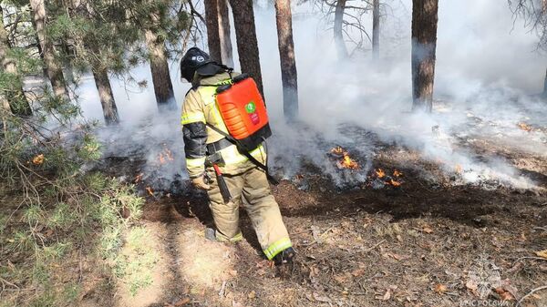 Место пожара в лесничестве в Ростовской области