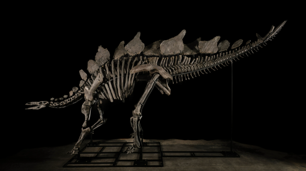 Скелет стегозавра Apex