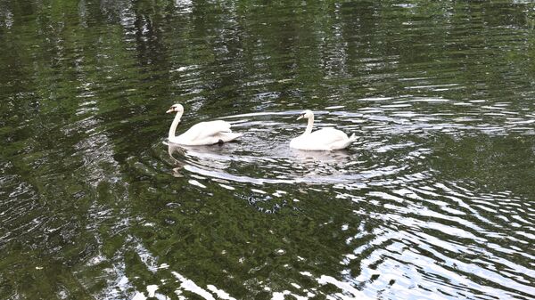 Лебеди Елисей и Любава вернулись в Карпиев пруд Летнего сада