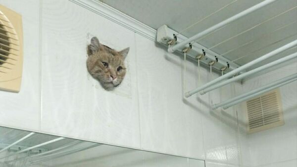Кот, застрявший в вентиляционном канале квартиры в Уфе