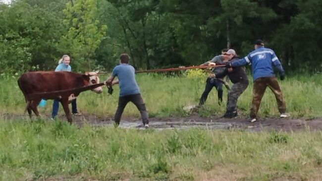 Корова Кумушка в Дендрологическом саду имени С. Ф. Харитонова