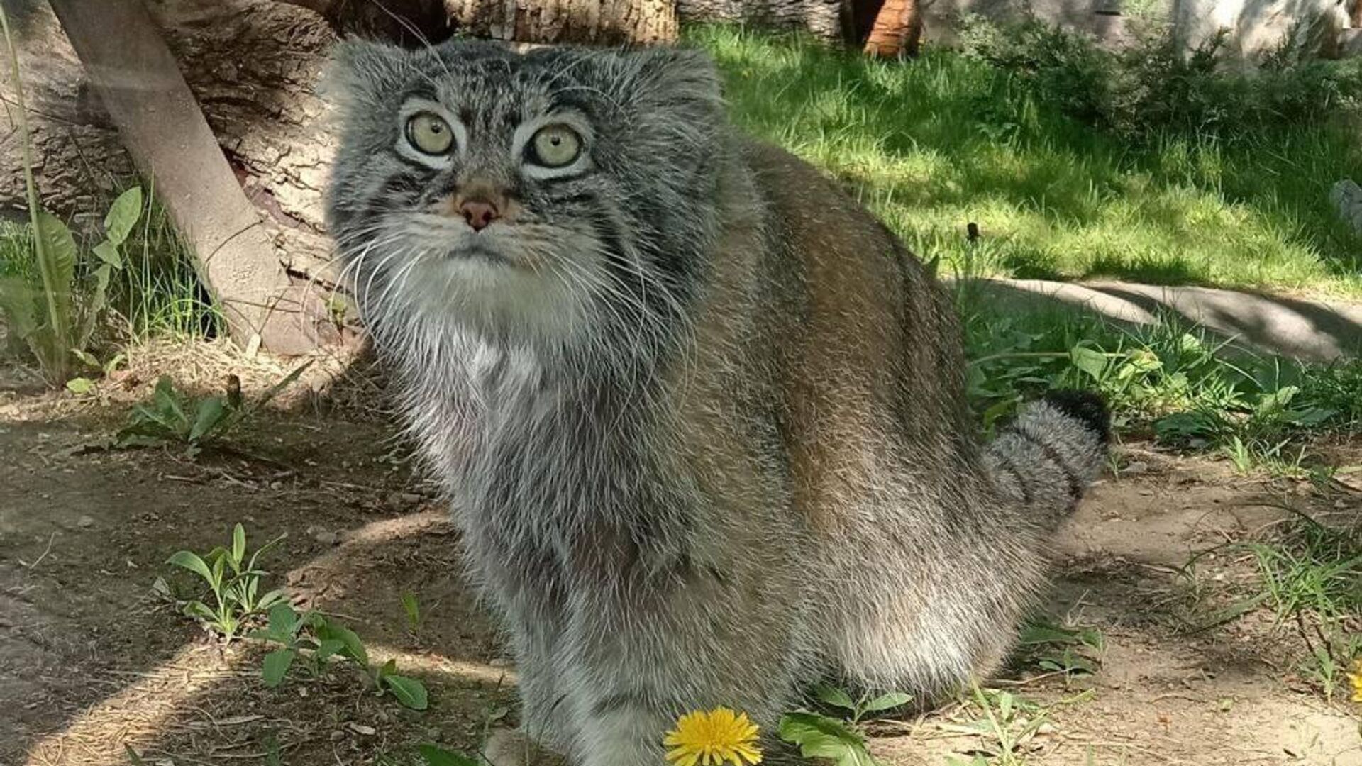 Манул Тимофей - РИА Новости, 1920, 06.06.2024