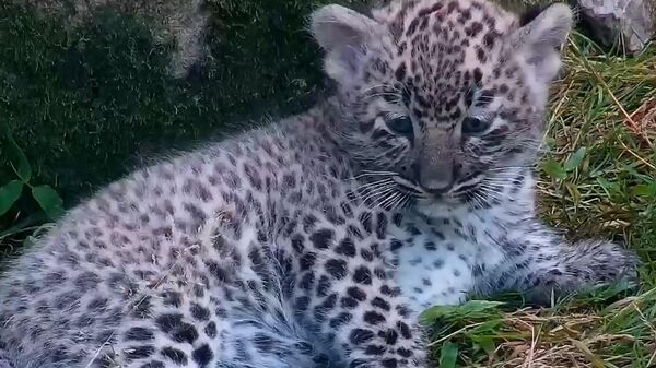 Детеныш трехлапой самки леопарда в Центре восстановления на Кавказе