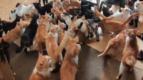 Женщина поселила порядка 40 кошек в квартире в Краснодаре