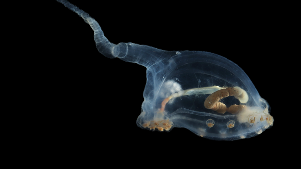 Прозрачный морской огурец, принадлежащий к семейству Elpidiidae
