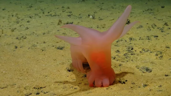 Трепанг из рода Amperima, «розовая морская свинка»