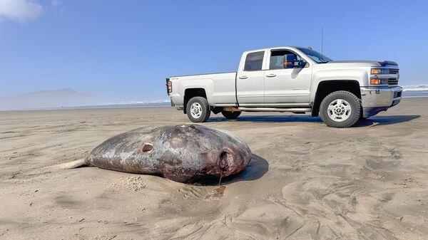 Рыба солнечник на пляже в штате Орегон