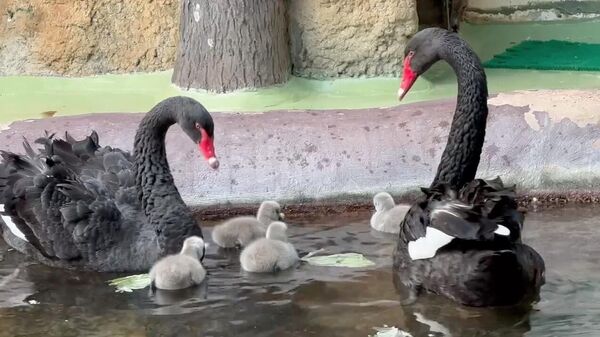 Черные лебеди с птенцами в Московском зоопарке. Кадр видео
