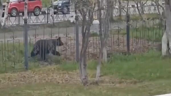 Медведь в городе Оха на севере Сахалина
