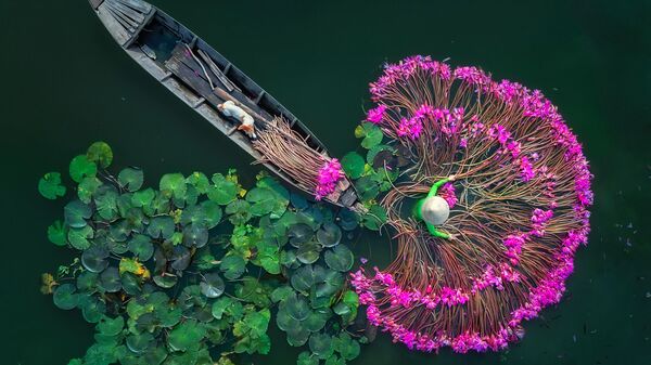 Аунг Чан Тар Цветы лилии. Мьянма (Бирма). Вид сверху, одиночные 