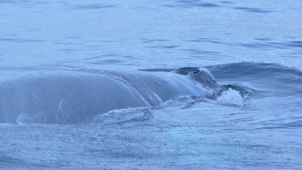 Спасатели сняли рыболовные сети с горбатого кита Станислава, который запутался в них у берегов села Териберка в Мурманской области
