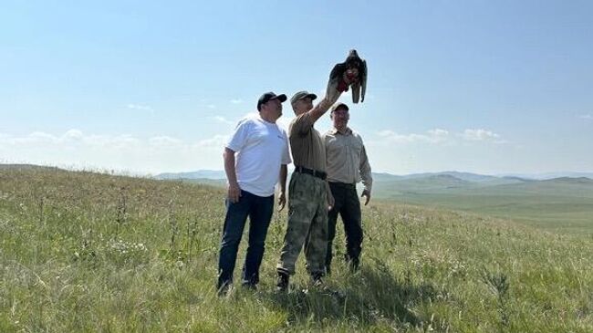 Выпуск редких алтайских соколов-балобанов