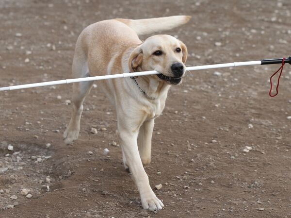 Собака-поводырь проходит обучение с инструктором в условиях города