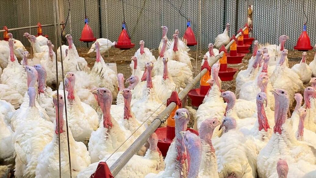 Экономист назвал способ избежать подорожания мяса индейки