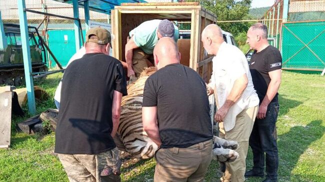 Раненого амурского тигра, отловленного в Пожарском округе Приморья, перевозят в зоологический центр в Комсомольске-на-Амуре 