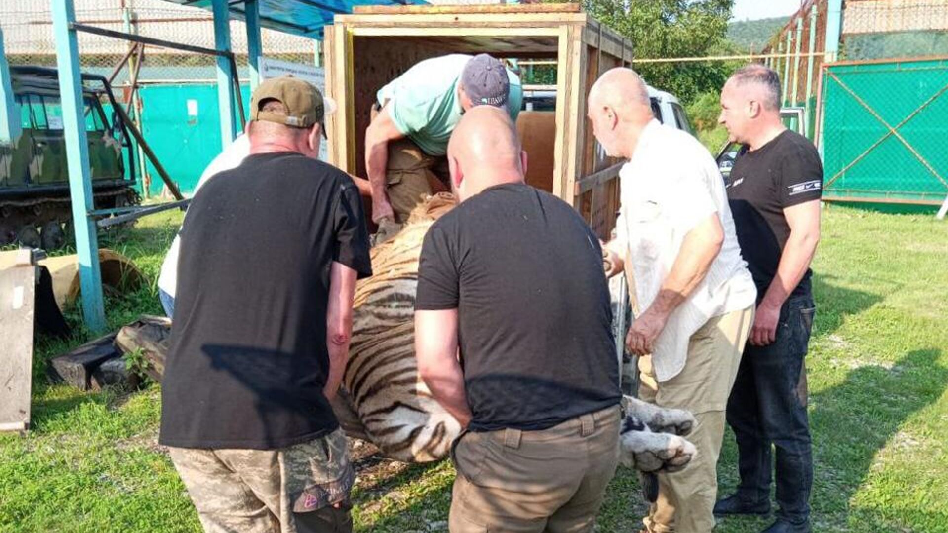 Раненного в Приморье амурского тигра перевезли в зоологический центр - РИА  Новости, 20.06.2024