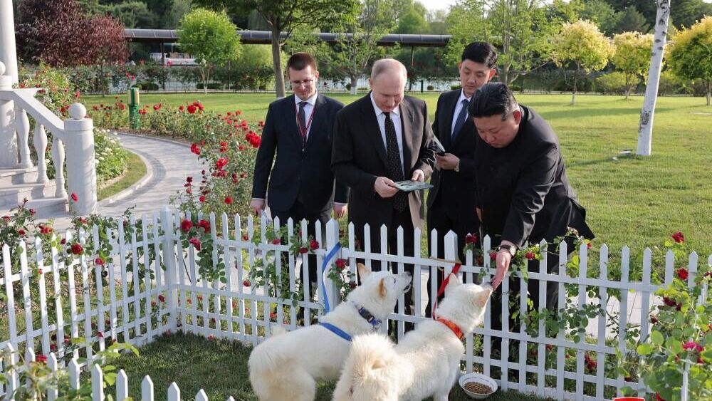 Собаки северокорейской породы пхунсан, которых подарил президенту России лидер КНДР Ким Чен Ын - РИА Новости, 1920, 20.06.2024