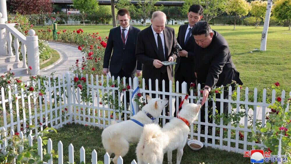 Собаки северокорейской породы пхунсан, которых подарил президенту России лидер КНДР Ким Чен Ын - РИА Новости, 1920, 20.06.2024
