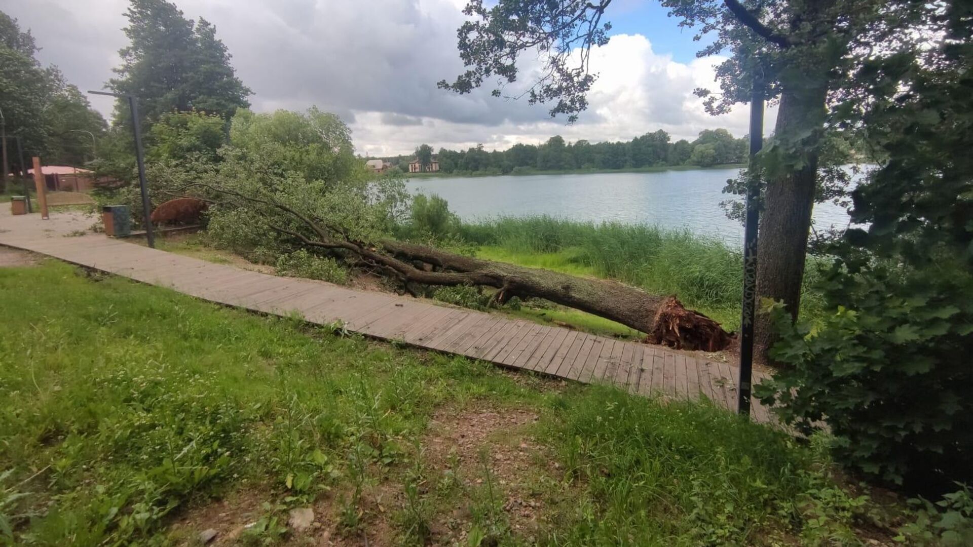 Поваленное порывом ветра дерево в Санкт-Петербурге - РИА Новости, 1920, 20.06.2024